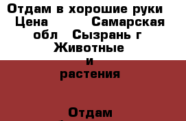 Отдам в хорошие руки › Цена ­ 111 - Самарская обл., Сызрань г. Животные и растения » Отдам бесплатно   . Самарская обл.,Сызрань г.